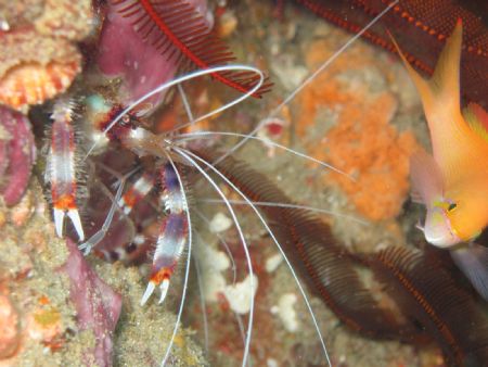 Boxer Shrimp - Stringer - Canon A80 with flash by Lindsey Smith 