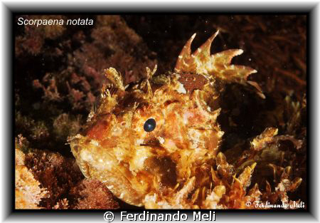 I see you but... you see me?
Scorpaena notata. by Ferdinando Meli 