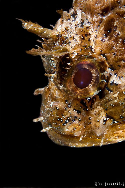 Rockfish-Portrait by Rico Besserdich 
