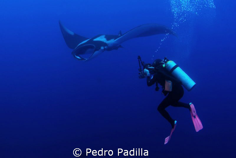 Diving with Big Mantas by Pedro Padilla 