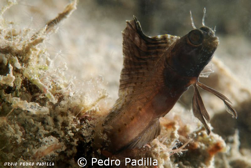 Sailfish by Pedro Padilla 