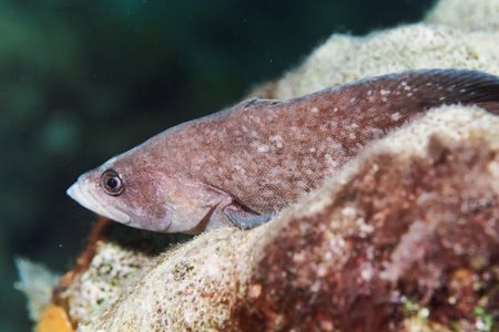 Greater Soapfish. by Jacques Miller 