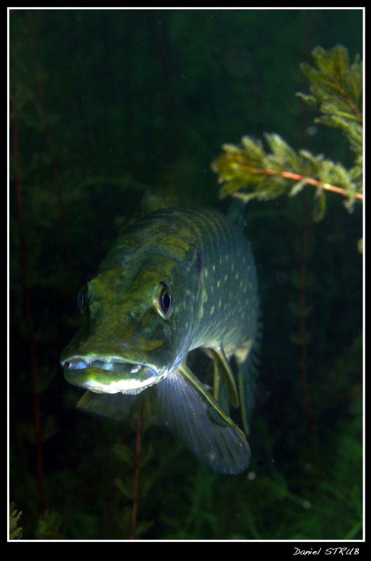Adult pike probably digesting ... :-D by Daniel Strub 