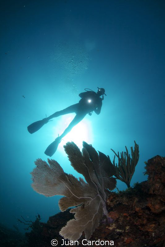 sea fan & diver by Juan Cardona 