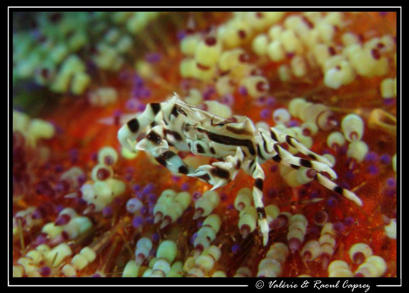 Zebrida adamsii dancing for me by Raoul Caprez 
