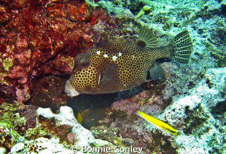 Trunkfish seen in Grand Cayman August 2010.  Photo taken ... by Bonnie Conley 