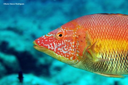 Female Bodianus scrofa - Check out the parasites over its... by Nuno Rodrigues 