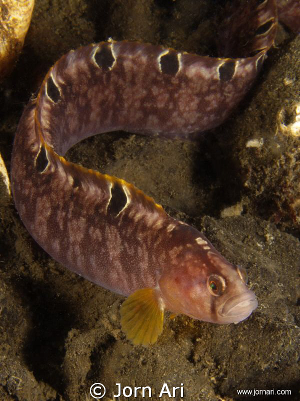 ROCK GUNNEL (Pholis gunellus) by Jorn Ari 