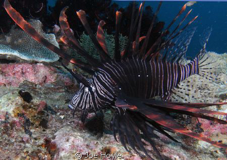 lionfish.. by Joe Hoyle 