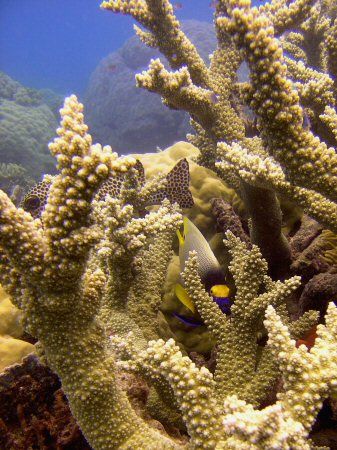 'Peek a boo' taken at Breaking Patches off Cairns.. by Daniel Foote 