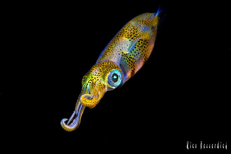 Kalmar ( Squid ) by Rico Besserdich 