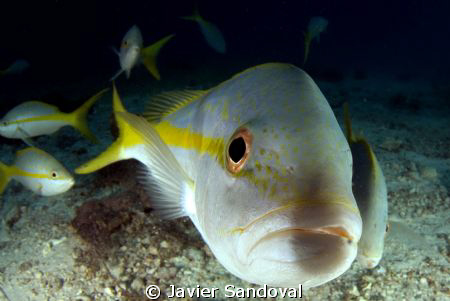 yellow tail snapper licking my dome port =) by Javier Sandoval 
