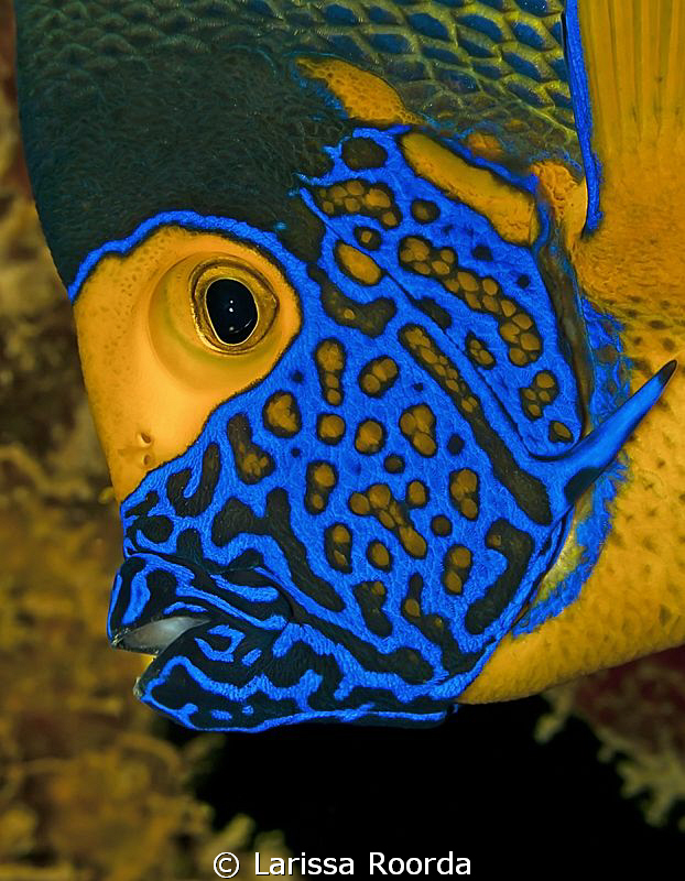 Emporer Angelfish by Larissa Roorda 