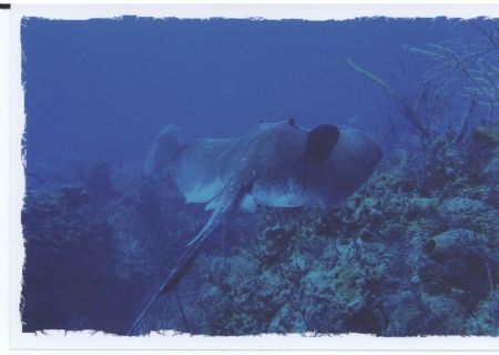 Sting ray in the Bahamas by Kelly N. Saunders 