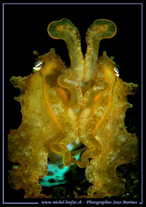 CuttleFish can come bigger... Que du bonheur... :O)... by Michel Lonfat 