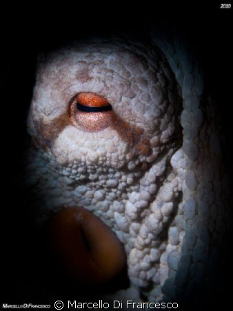 Snooting Polpo Paul by Marcello Di Francesco 