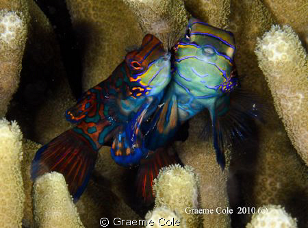 Manderin Fish shot at Mimpi Lagoon at Menjangen Bali with... by Graeme Cole 