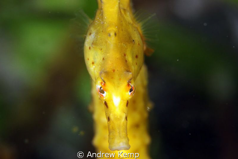 Camel Sea Horse. by Andrew Kemp 