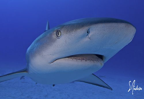 Close up and personal with Reef Sharks at El Dorado Reef ... by Steven Anderson 