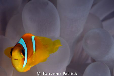 Clown fish by Torresan Patrick 
