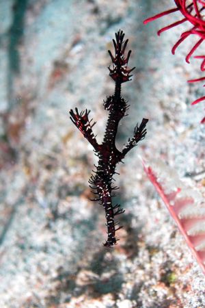 Puerto Galera offers always new subjects!!
A ghost pipe ... by Ugo Gaggeri 