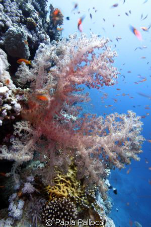 Soft coral by Paola Pallocci 