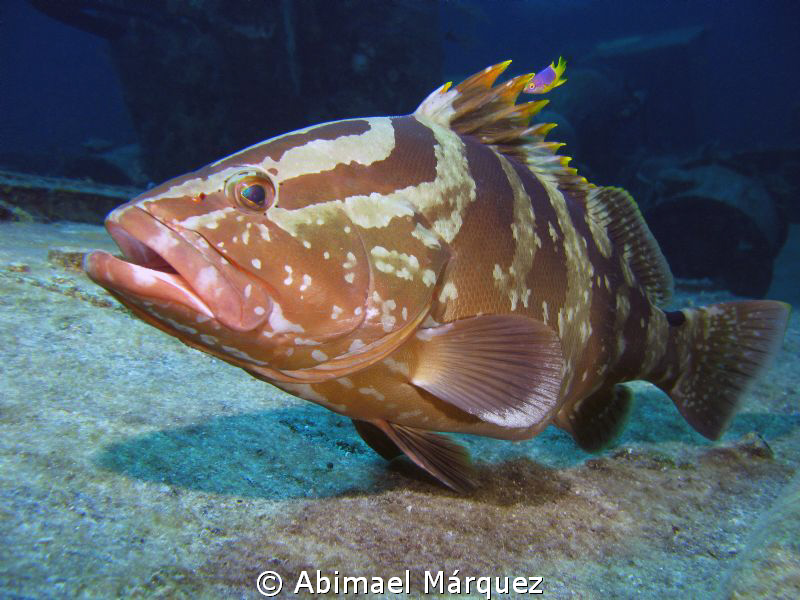Nassau Grouper by Abimael Márquez 