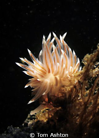 Small Scottish Nudibranch. Canon g11, s&s ys110 strobe wi... by Tom Ashton 