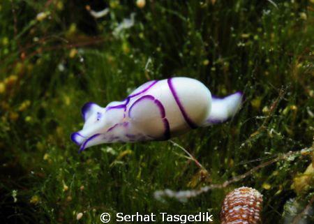 Nikon D300s 60 mm macro YS110 strobe by Serhat Tasgedik 