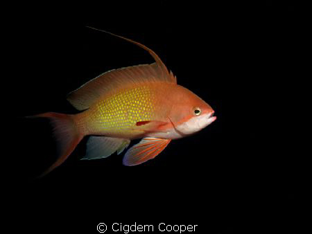 Lyretail anthias by Cigdem Cooper 