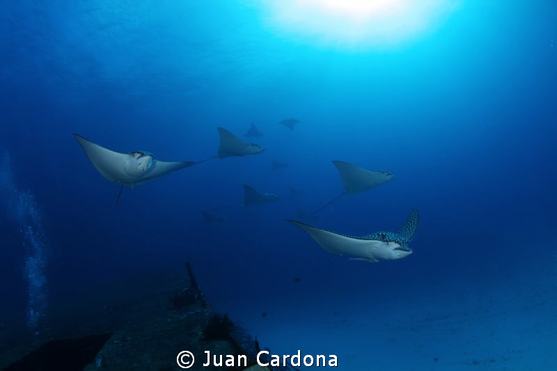 wreck Anaya & Eagle Rays by Juan Cardona 