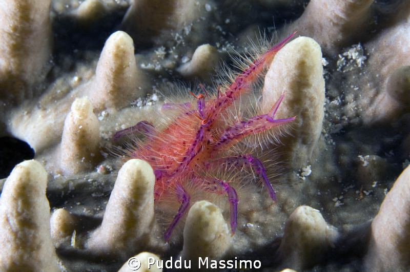 gangga island,nikon d2x 60 mm macro by Puddu Massimo 