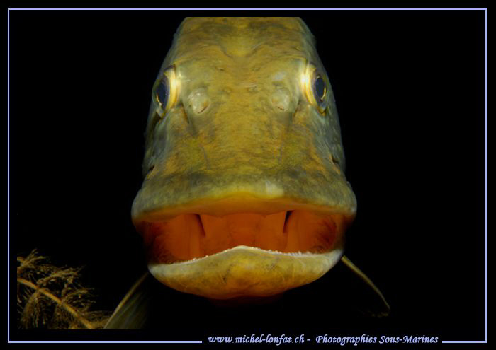 The smile of the famous "Saturnin" - the King Pike Fish o... by Michel Lonfat 