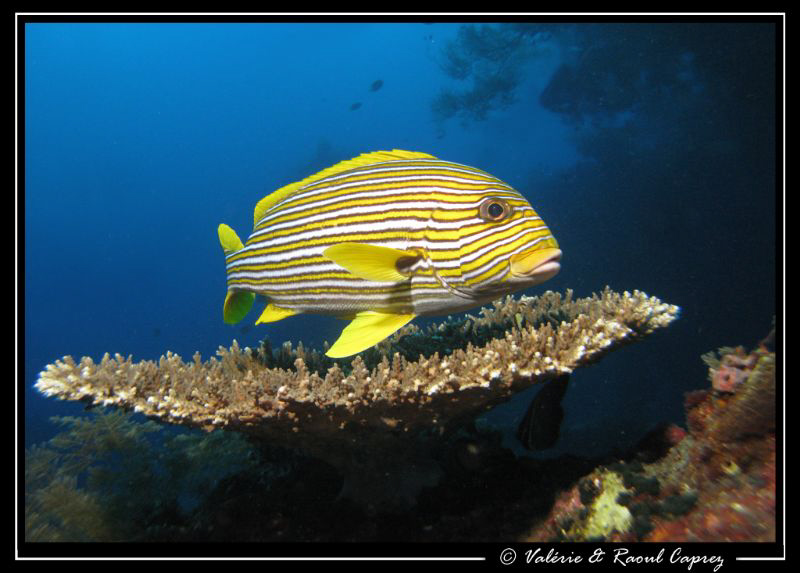 Plectorhinchus polytaenia
 by Raoul Caprez 