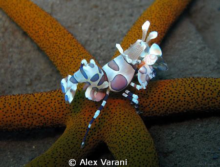 hymenocera elegans dinner by Alex Varani 