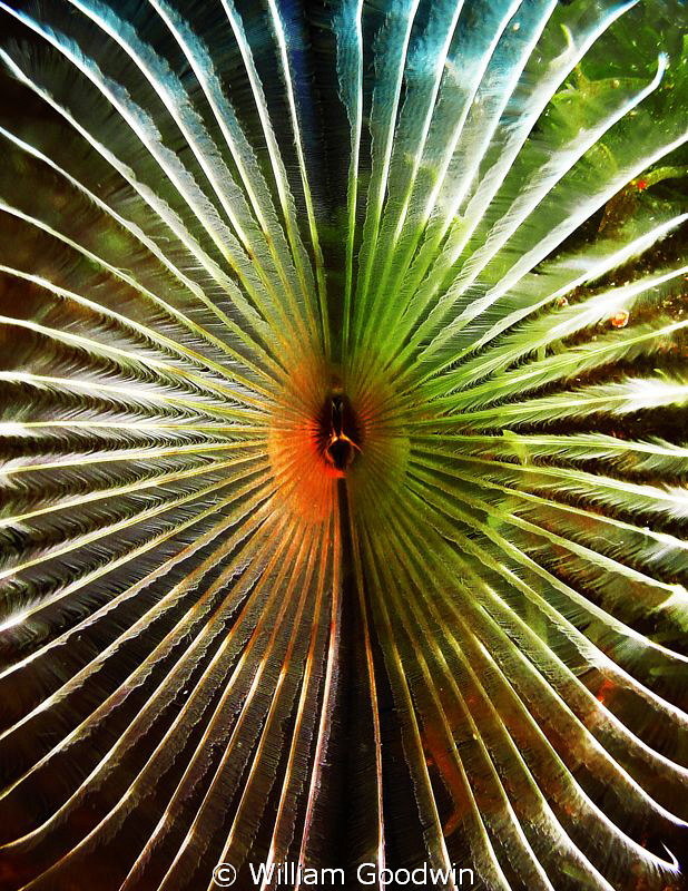 Feather Duster, Cayman Brac, 40 fsw. by William Goodwin 