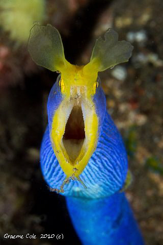 Garden eel taken at the coral gardens in Tulamben Bali wi... by Graeme Cole 