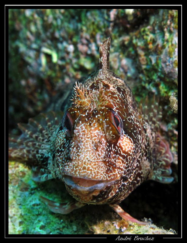 Blennie Gattorugine aux iles medes by André Bruchez 