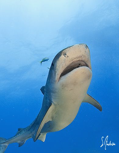 Its Emma and she is big and beautiful! This image was tak... by Steven Anderson 