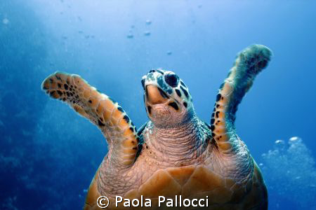sea turtle by Paola Pallocci 