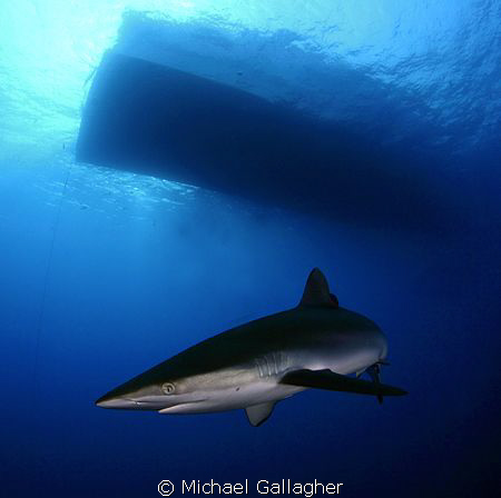 Silky shark under the Royal Evolution, Sudan by Michael Gallagher 