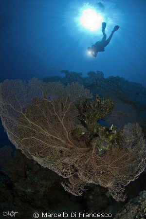 Giant Sea fans - Sharm el sheik by Marcello Di Francesco 