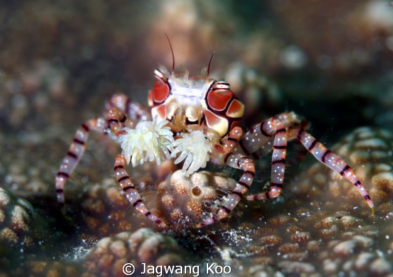 5d by Jagwang Koo 