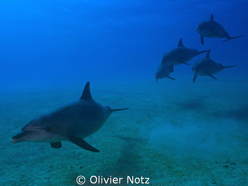 an encounter I'll never forget... by Olivier Notz 