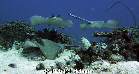 Stingray junction at 'Shotgun', Komodo by Richard Mclean 