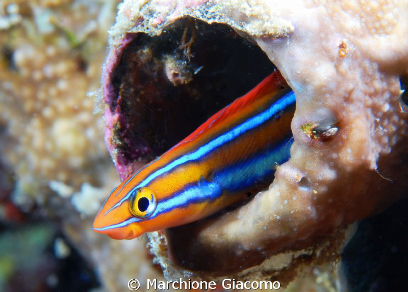 Hi
Nikon D200, 105 micro,twin strobo
Wakatobi 2010 by Marchione Giacomo 