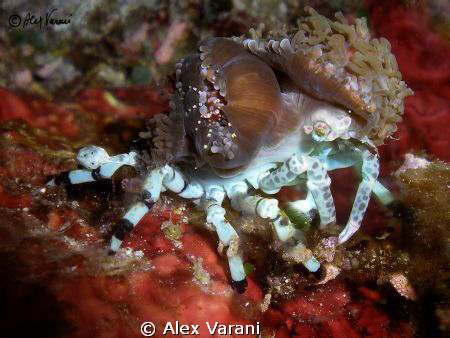 Symbiosis on symbiosis - Cyclocoeloma tuberculata and Pli... by Alex Varani 