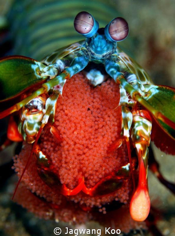 5M Mk2 / 100mm Macro by Jagwang Koo 