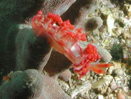 Nudibranch - Lembeh Strait by Dale Treadway 