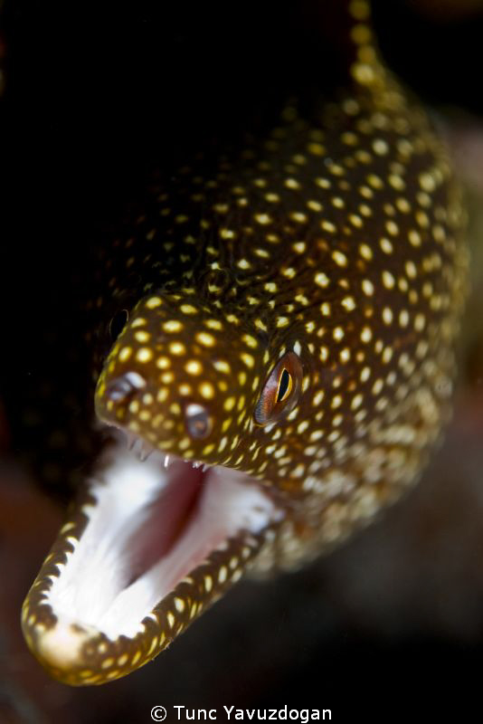 Eye to Eye ! by Tunc Yavuzdogan 